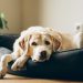 A white Labrador Retriever resting in a black dog bed on a wooden floor with a green potted plant next to the bed.