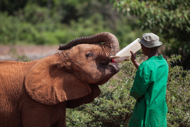 A person in a gray bucket hat and green shirt uses a large bottle to feed milk to a baby elephant.