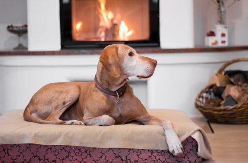 A senior dog rests in a dog bed on a wooden floor near a large fireplace. A wicker basket sits in front of the fireplace.