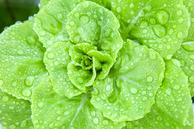 Vibrant green lettuce leaves covered with glistening water droplets, highlighting fresh texture and healthy growth.