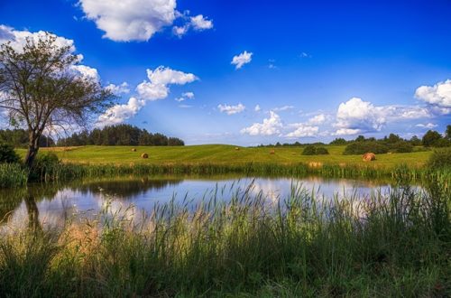 A large pond is surrounded by tall grasses and trees. A field appears behind the pond and is full of haystacks.